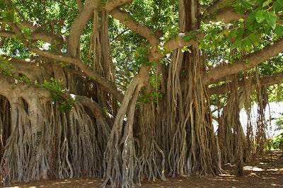 Did you know Hawaii has the most endemic trees in the US?