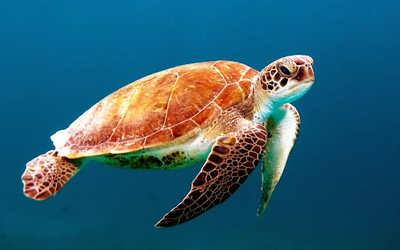 Hawaii Sea Turtles – Secrets of the Honu